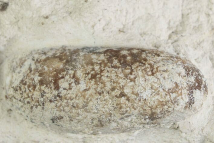Eocene Fossil Snake Egg - Bouxwiller, France #366889